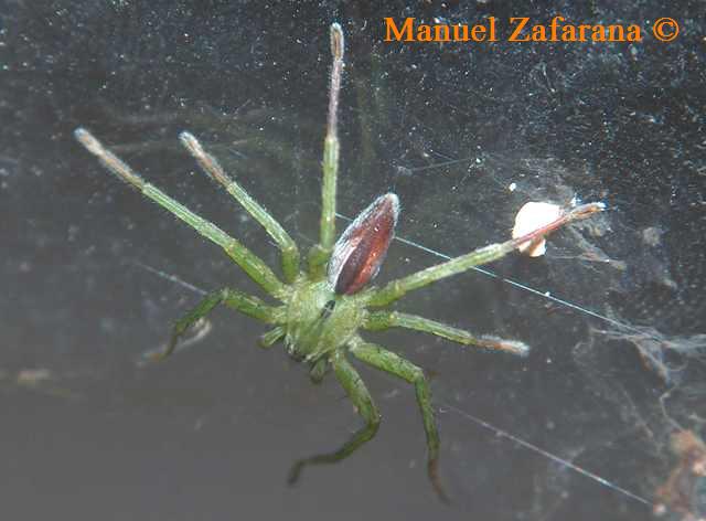 Micrommata sp.!